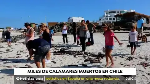 CALAMARES CALAMARES