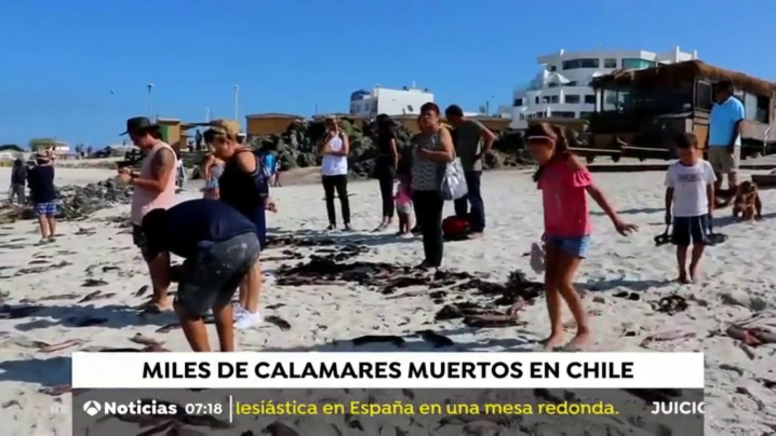 Miles de calamares aparecen muertos en una playa de Chile