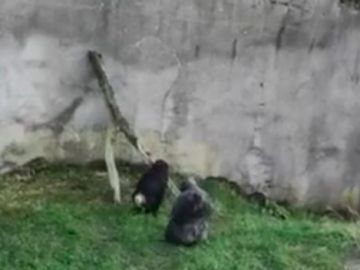 Chimpancés escapando del zoo Chimpancés escapando del zoo
