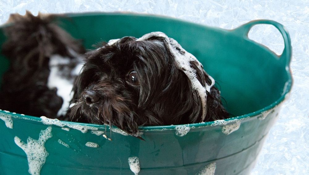 Según un informa las barbas contienen más gérmenes que el pelo de los perros