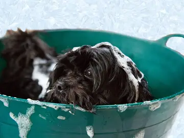 Según un informa las barbas contienen más gérmenes que el pelo de los perros Según un informa las barbas contienen más gérmenes que el pelo de los perros
