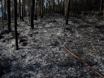 Un monte quemado tras los incendios de Cantabria