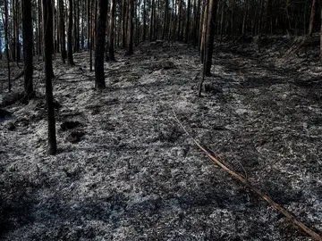 Un monte quemado tras los incendios de Cantabria Un monte quemado tras los incendios de Cantabria