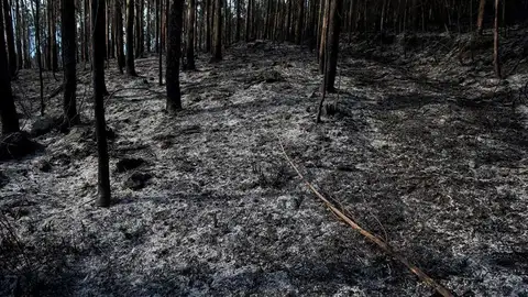 Un monte quemado tras los incendios de Cantabria Un monte quemado tras los incendios de Cantabria