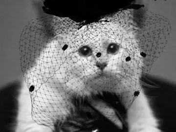 La gata de Karl Lagerfeld La gata de Karl Lagerfeld