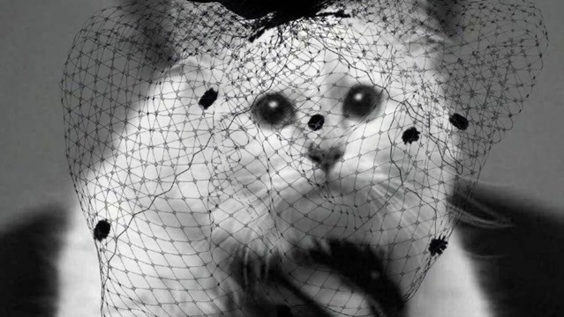 La gata de Karl Lagerfeld La gata de Karl Lagerfeld