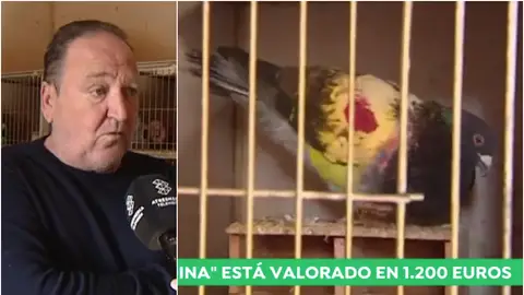 Marcos López, dueño del palomo 'Sardina' Marcos López, dueño del palomo 'Sardina'