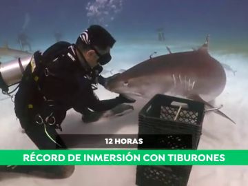 Karlos Simón, el hombre que 'susurra' a los tiburones Karlos Simón, el hombre que 'susurra' a los tiburones