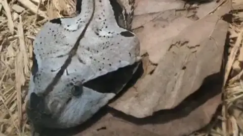 Imagen de la víbora que buscan en Hondarribia Imagen de la víbora que buscan en Hondarribia