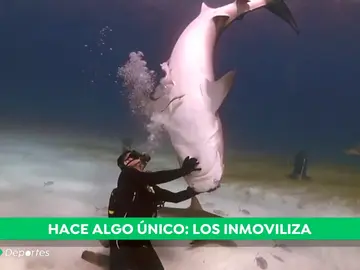 REEMPLAZO TIBURON REEMPLAZO TIBURON