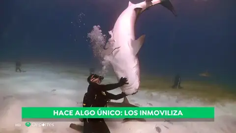 REEMPLAZO TIBURON REEMPLAZO TIBURON