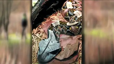 Confirman que es falsa la alarma por la presencia de una peligrosa víbora en Hondarribia Confirman que es falsa la alarma por la presencia de una peligrosa víbora en Hondarribia