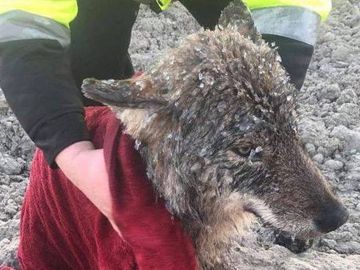 El lobo rescatado en Estonia