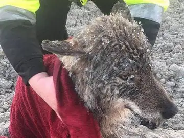 El lobo rescatado en Estonia El lobo rescatado en Estonia