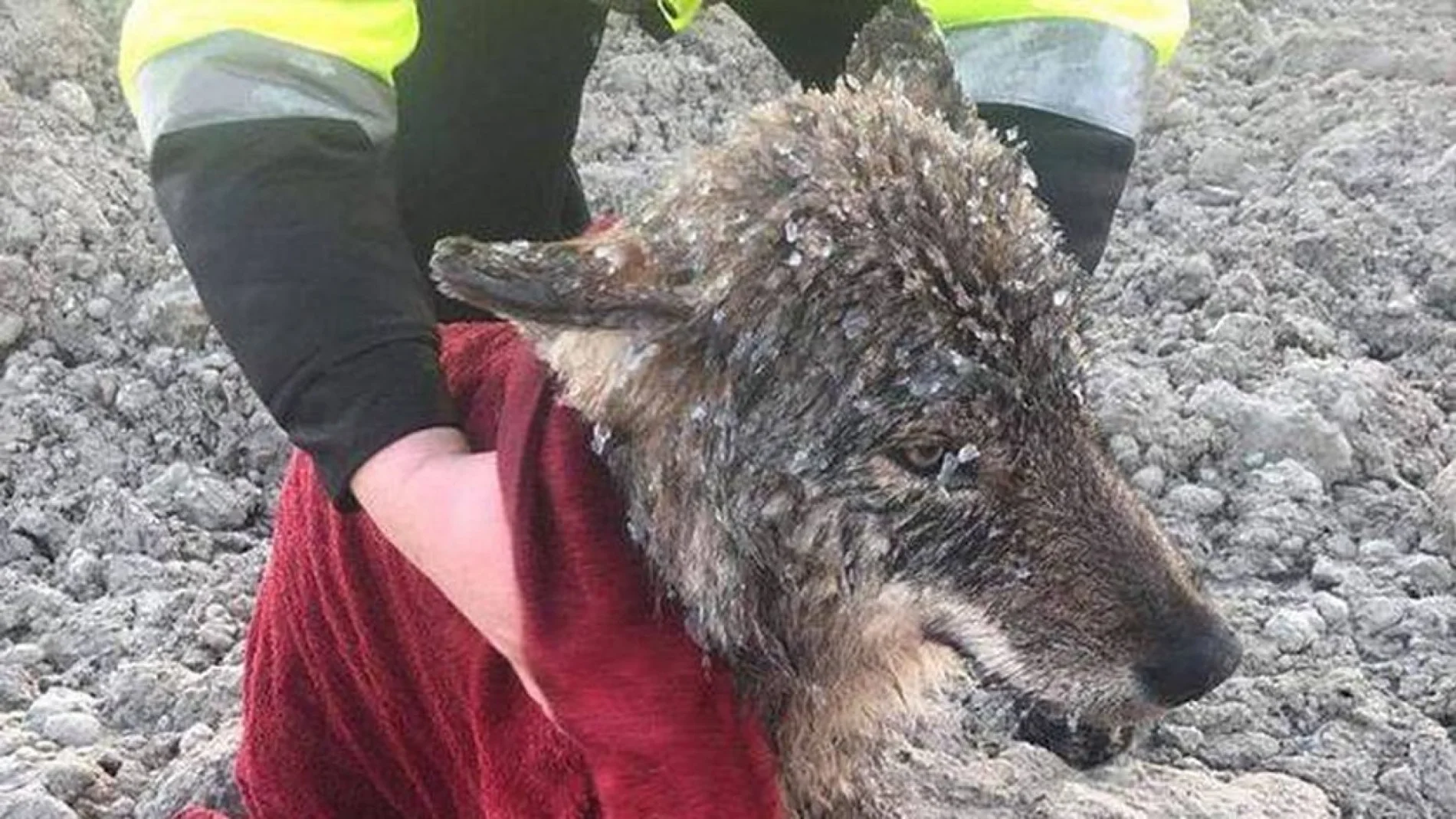 El lobo rescatado en Estonia El lobo rescatado en Estonia