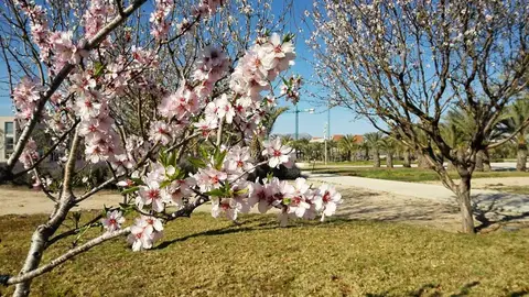Almendros en la Universidad Miguel Hernández de Elche Almendros en la Universidad Miguel Hernández de Elche
