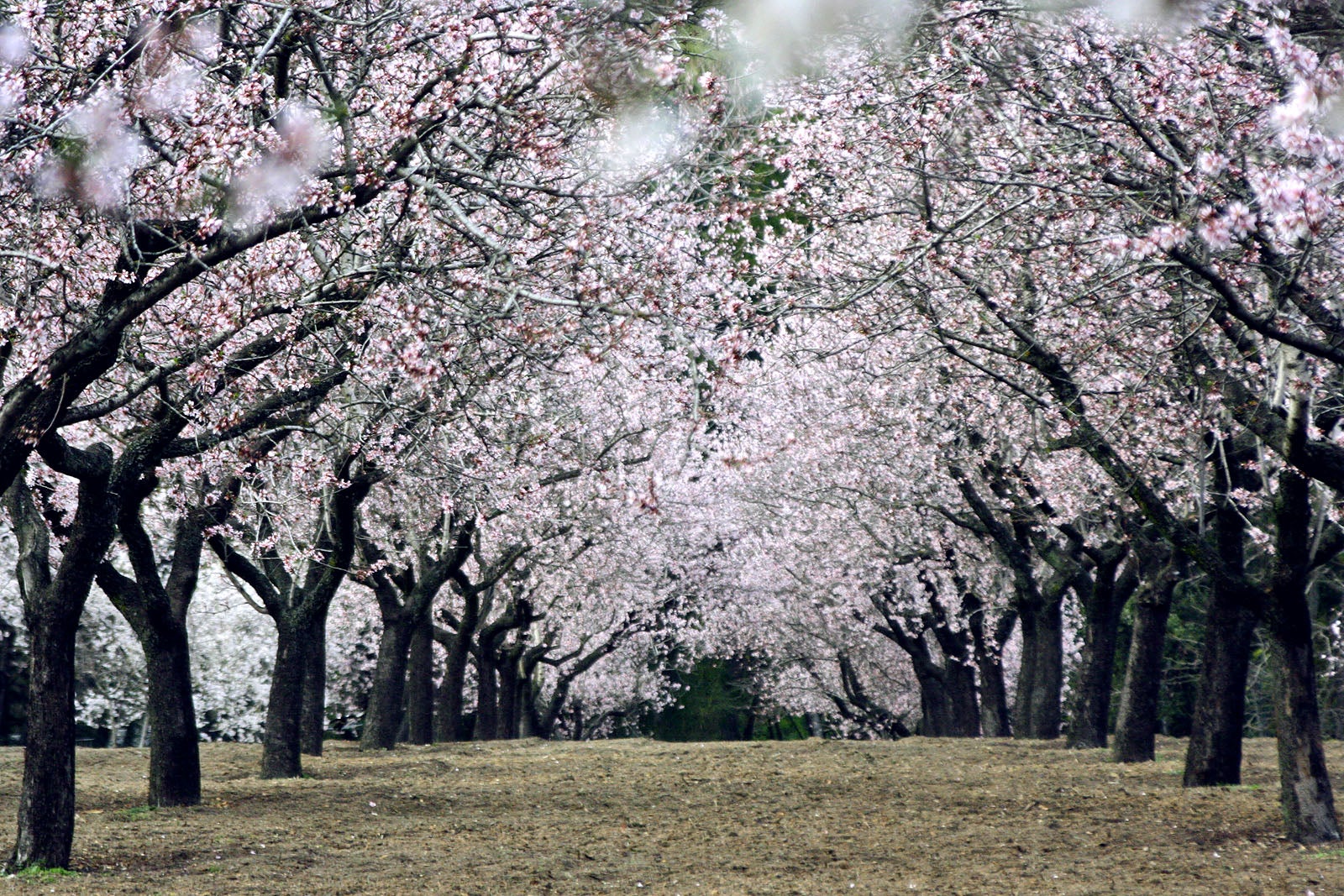 Los almendros de la Quinta de los Molinos florecen antes de tiempo