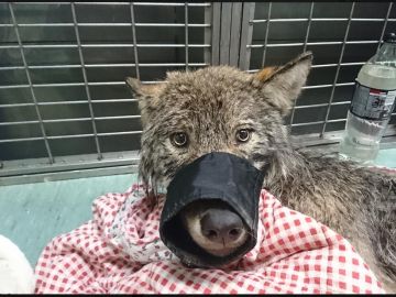 Confunden a un lobo con un perro Confunden a un lobo con un perro