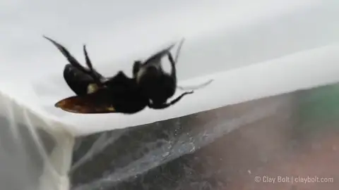 Encuentran viva a la abeja más grande del mundo, que se creía extinta Encuentran viva a la abeja más grande del mundo, que se creía extinta
