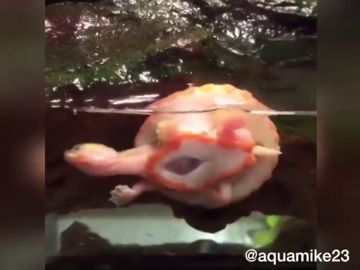'Hope', la tortuga albina que nació con el corazón fuera que conmueve a las redes sociales