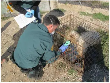 Cinco perros muertos y siete en malas condiciones en Burgos Cinco perros muertos y siete en malas condiciones en Burgos