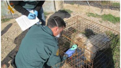 Encuentran cinco perros muertos y otros siete en deplorable estado en un criadero ilegal