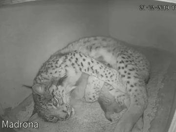 Nacen los tres primeros linces ibéricos del año en España Nacen los tres primeros linces ibéricos del año en España