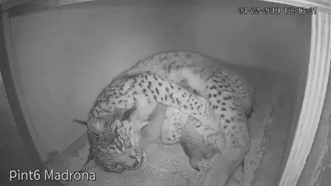 Nacen los tres primeros linces ibéricos del año en España Nacen los tres primeros linces ibéricos del año en España