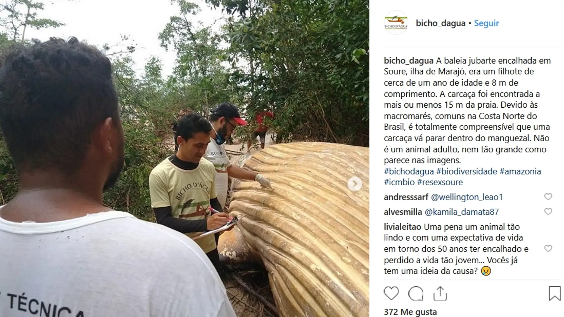 Ballena en el Amazonas