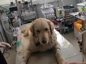 Bobby, el cachorro torturado en Corea del Sur Bobby, el cachorro torturado en Corea del Sur
