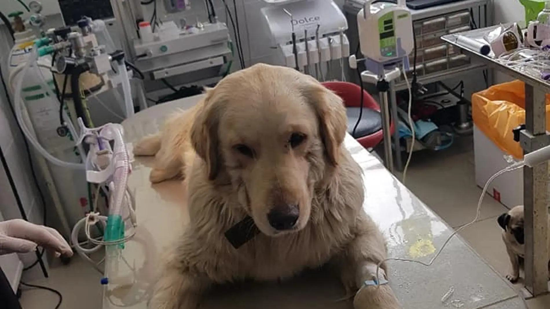 Bobby, el cachorro torturado en Corea del Sur Bobby, el cachorro torturado en Corea del Sur