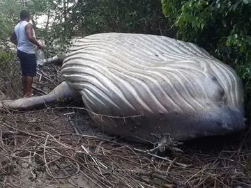 Ballena jorobada de 11 metros en medio del Amazonas Ballena jorobada de 11 metros en medio del Amazonas