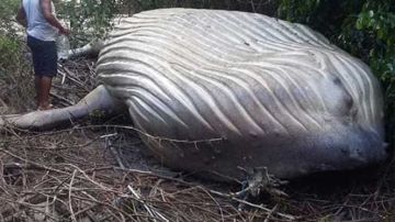 Ballena jorobada de 11 metros en medio del Amazonas