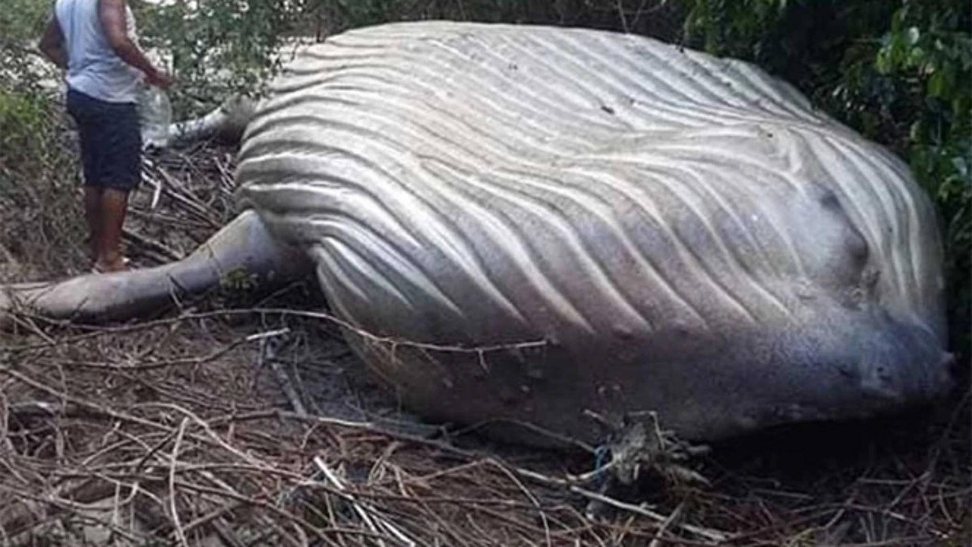 Ballena jorobada de 11 metros en medio del Amazonas Ballena jorobada de 11 metros en medio del Amazonas