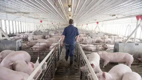 Una granja de cerdos En la imagen, una granja de cerdos