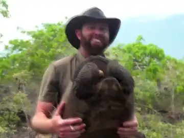 Encuentran en Galápagos una tortuga gigante que se creía que se había extinguido hace un siglo Encuentran en Galápagos una tortuga gigante que se creía que se había extinguido hace un siglo