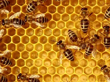 Abejas Abejas