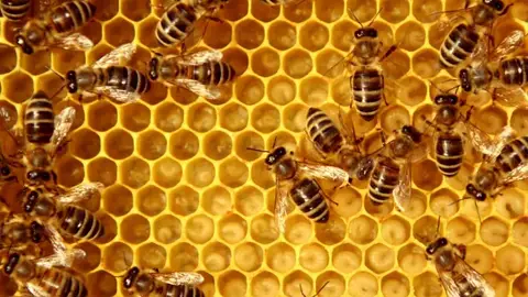 Abejas .