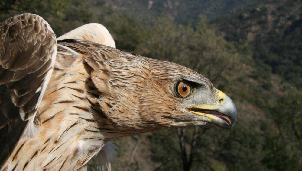 El turismo de fin de semana perjudica a las aguilas perdiceras