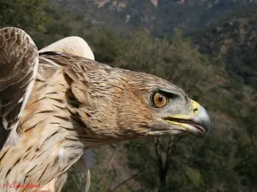 El turismo de fin de semana perjudica a las aguilas perdiceras El turismo de fin de semana perjudica a las aguilas perdiceras