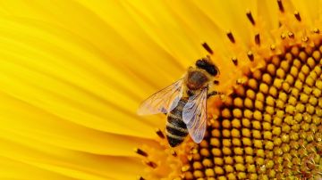 Abeja (Archivo)