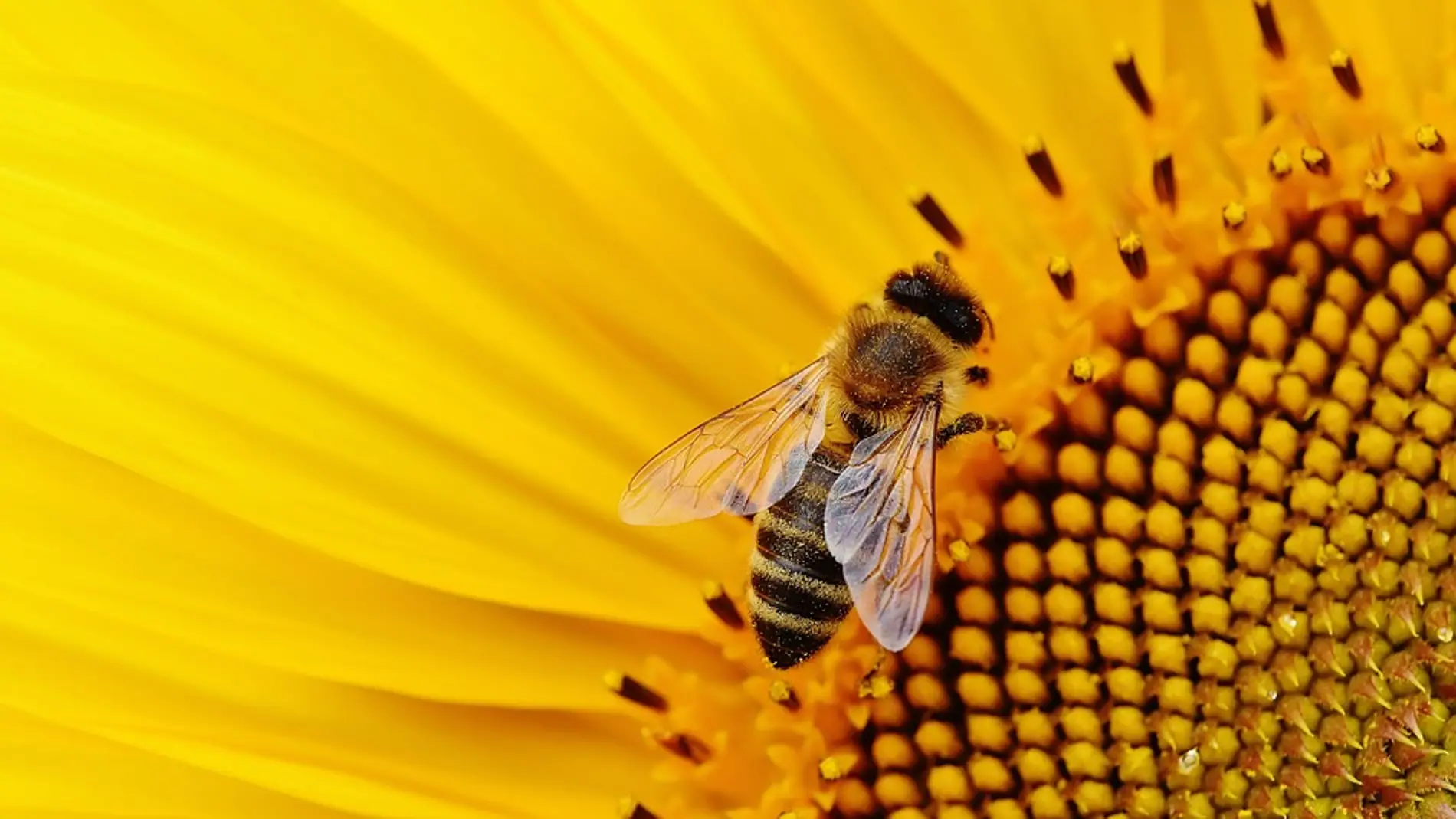 Abeja (Archivo)