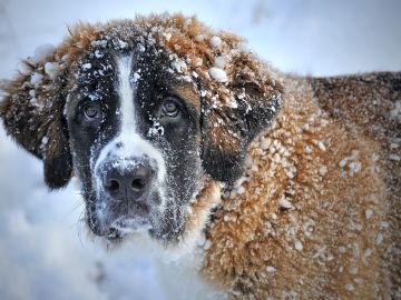 Perro en la nieve Perro en la nieve