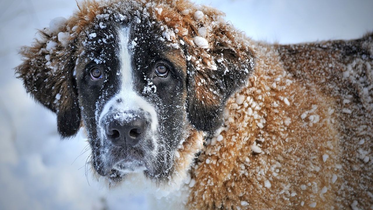 Así salva a una víctima enterrada en la nieve un perro de rescate de montaña