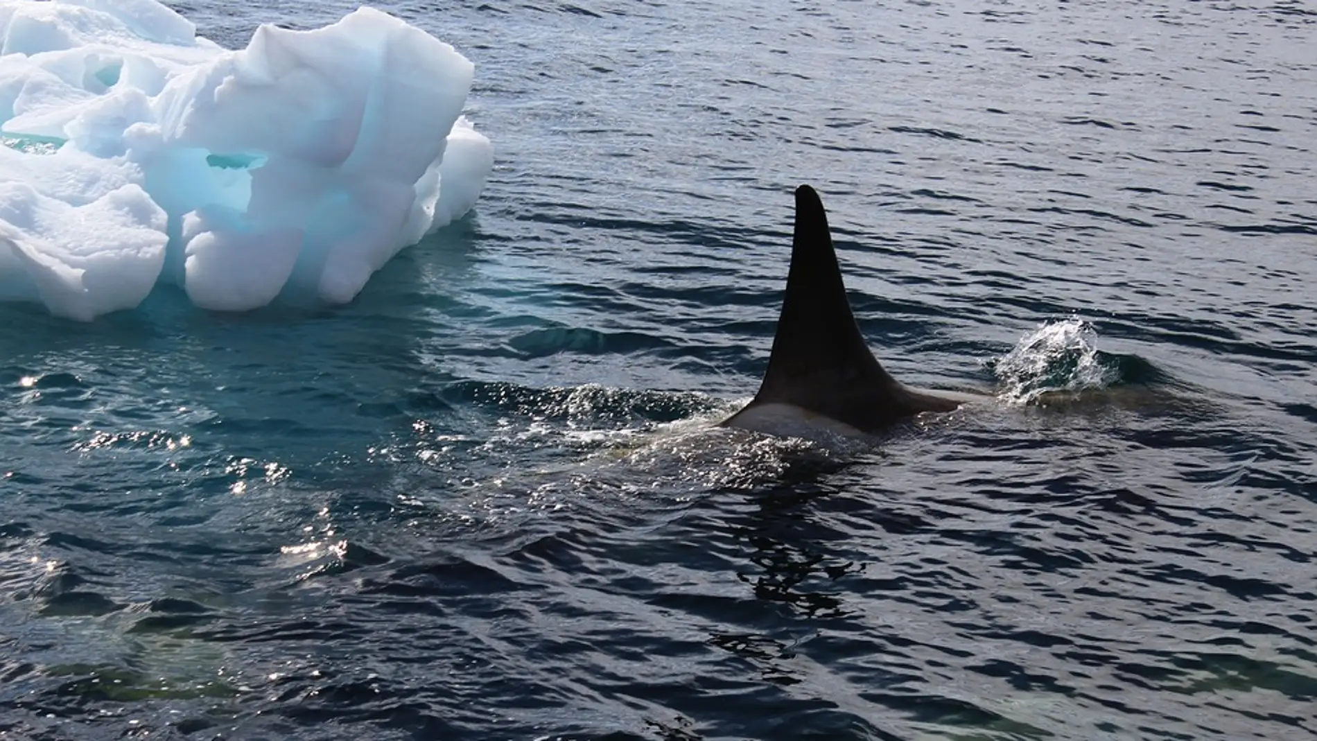 Orca