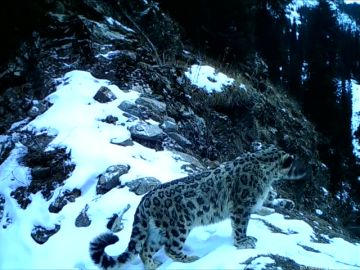 Los espectaculares leopardos de las nieves, una especie en peligro de extinción