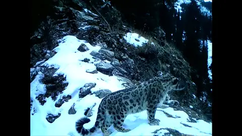 Los espectaculares leopardos de las nieves, una especie en peligro de extinción Los espectaculares leopardos de las nieves, una especie en peligro de extinción