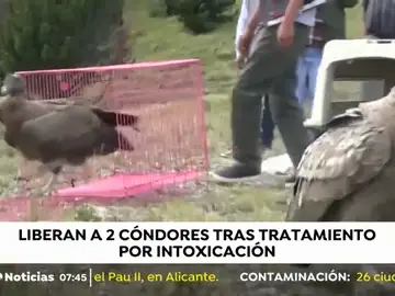 Liberan a dos cóndores tras un tratamiento por intoxicación Liberan a dos cóndores tras un tratamiento por intoxicación