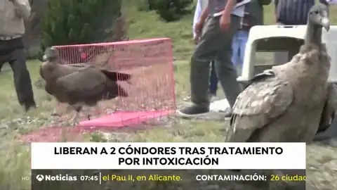 Liberan a dos cóndores tras un tratamiento por intoxicación Liberan a dos cóndores tras un tratamiento por intoxicación