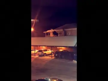 Encuentran a un alce paseando por el tejado de unas cocheras en Canadá Encuentran a un alce paseando por el tejado de unas cocheras en Canadá